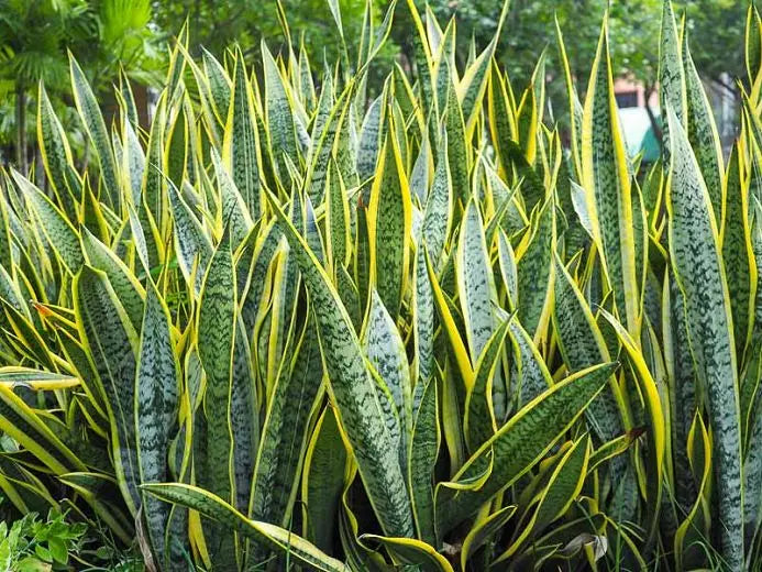 Lengua de Suegra: Más Que una Planta