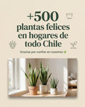 500 plantas felices