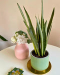 Sansevieria Bantel Sensation