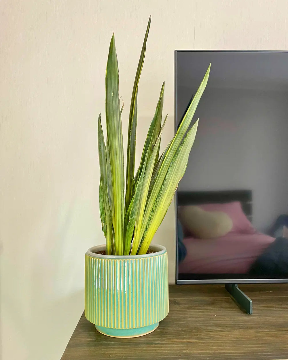 Sansevieria Bantel Sensation