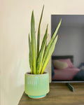 Sansevieria Bantel Sensation