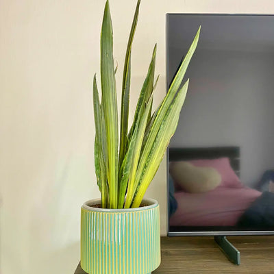 Sansevieria Bantel Sensation