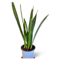 Sansevieria Bantel Sensation