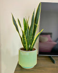 Sansevieria Black Gold