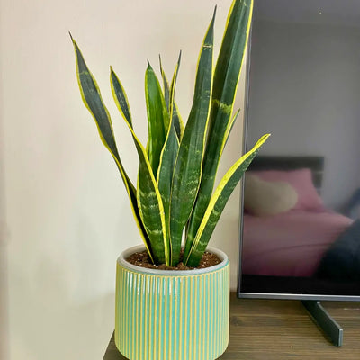 Sansevieria Black Gold