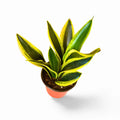 Sansevieria Black Gold Robusta