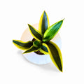 Sansevieria Black Gold Robusta