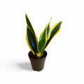 Sansevieria Black Gold Robusta