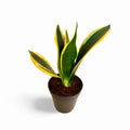 Sansevieria Black Gold Robusta