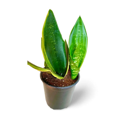Sansevieria Black Moon