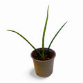Sansevieria Cilíndrica Abanico