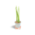 Sansevieria Cilíndrica