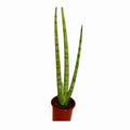 Sansevieria Cilíndrica Abanico