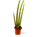 Sansevieria Cilíndrica Abanico