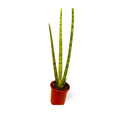 Sansevieria Cilíndrica Abanico