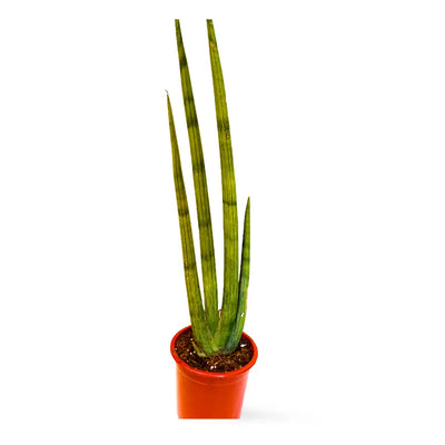 Sansevieria Cilíndrica Abanico