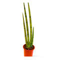 Sansevieria Cilíndrica Abanico