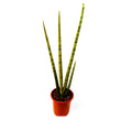 Sansevieria Cilíndrica Abanico