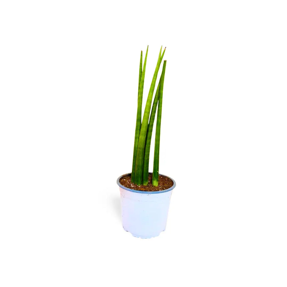 Sansevieria Cilíndrica