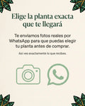Consulte por WhatsApp