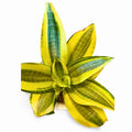 Sansevieria Golden Hahnii