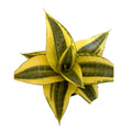 Sansevieria Golden Hahnii