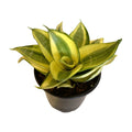 Sansevieria Golden Hahnii
