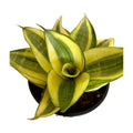 Sansevieria Golden Hahnii