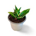 Sansevieria Hahnii Glimery