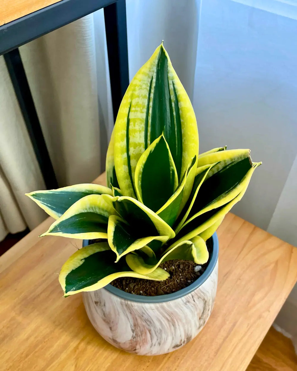 Sansevieria Hahnii Black Gold
