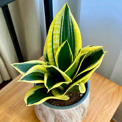 Sansevieria Hahnii Black Gold