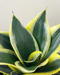 Sansevieria Hahnii Black Gold