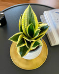 Sansevieria Hahnii Black Gold