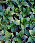 Sansevieria Hahnii Green