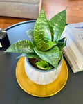 Sansevieria Hahnii Green