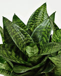 Sansevieria Hahnii Green