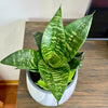 Sansevieria Hahnii Green
