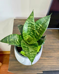Sansevieria Hahnii Green