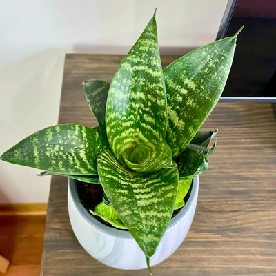 Sansevieria Hahnii Green