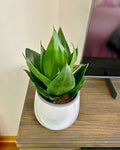 Sansevieria Hahnii Jade