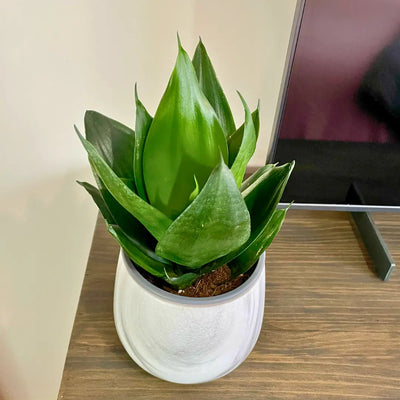 Sansevieria Hahnii Jade