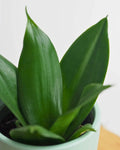 Sansevieria Hahnii Jade