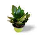 Sansevieria Hahnii Jade
