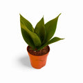 Sansevieria Hahnii Jade