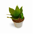 Sansevieria Hahnii Jade