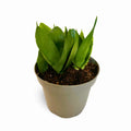 Sansevieria Hahnii Jade