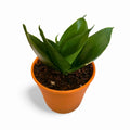 Sansevieria Hahnii Jade