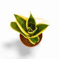 Sansevieria Hahnii Ocean Star
