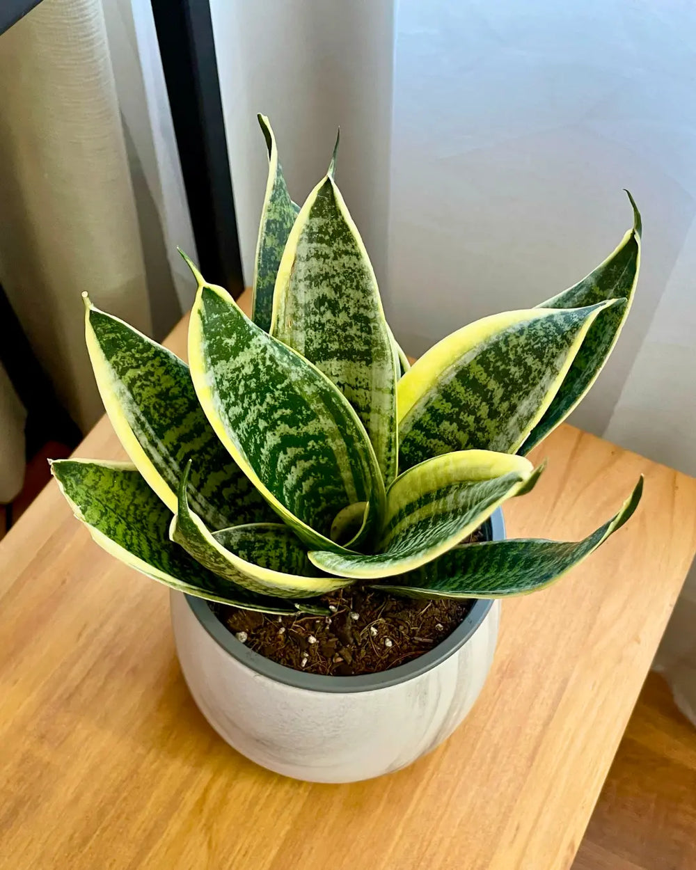 Sansevieria Hahnii Ocean Star