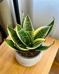 Sansevieria Hahnii Ocean Star